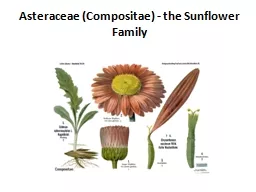 Asteraceae (Compositae) - the Sunflower Family