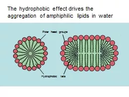 The hydrophobic effect drives the aggregation of