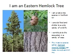 I am an Eastern Hemlock Tree