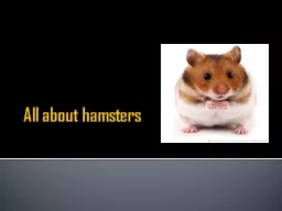 All about hamsters