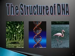1 The Structure of DNA