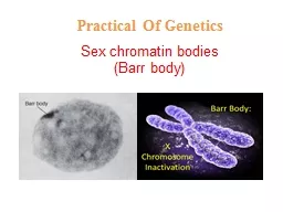 Sex chromatin bodies