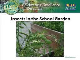 Insects in the School Garden