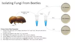 Isolating Fungi From Beetles