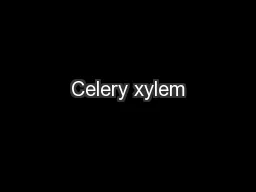 Celery xylem