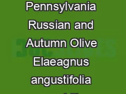 Invasive Plants in Pennsylvania Russian and Autumn Olive Elaeagnus angustifolia and E