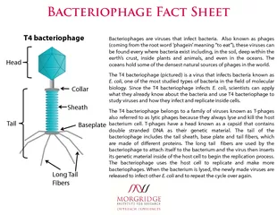 Bacteriophages are viruses that in fect bacteria