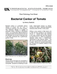 Bacterial canker is a potentially serious disease of t