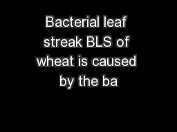 Bacterial leaf streak BLS of wheat is caused by the ba