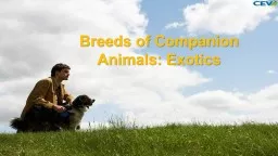 Breeds of Companion Animals: Exotics