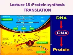 Lecture 13 :Protein synthesis