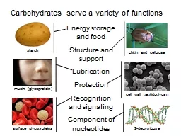 Carbohydrates serve a variety of functions