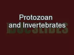 Protozoan and Invertebrates