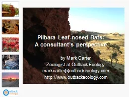 Pilbara Leaf-nosed Bats: