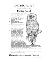 Bubo Strix varia A barred owls right ear is higher tha