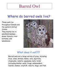 Barred Owl   What does a barred owl look like brPage