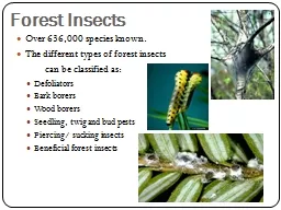Forest Insects