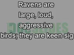 Ravens are large, loud, aggressive birds; they are keen-sig