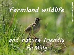 Farmland wildlife