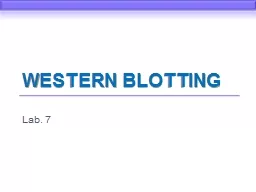 Western Blotting