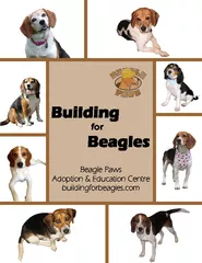 Building for beagles