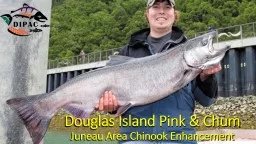Douglas Island Pink & Chum
