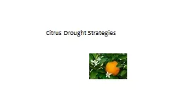 Citrus Drought Strategies