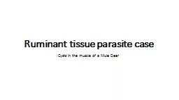 Ruminant tissue parasite case