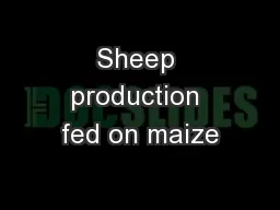 Sheep production fed on maize