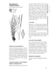 BEARDLESS WHEATGRASS Pseudoroegneria spicata ssp inerm