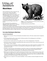 Black Bears Facts about Washingtons Black Bears Food a