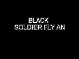 BLACK SOLDIER FLY AN
