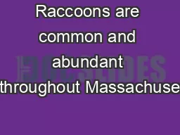 Raccoons are common and abundant throughout Massachuse�s, w