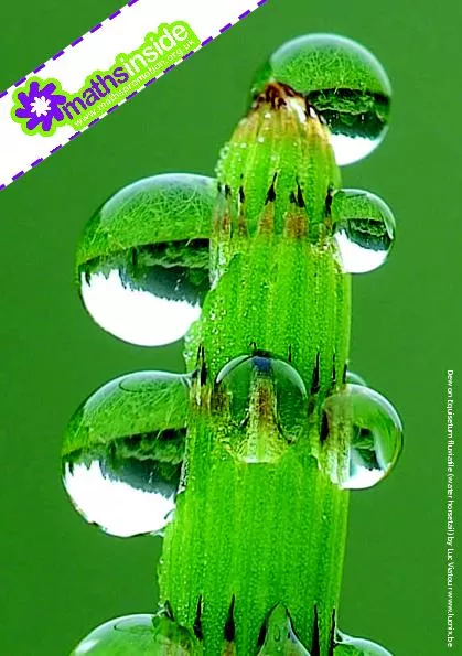 Dew on Equisetum fluviatile (water horsetail) by Luc Viatour www.lucni