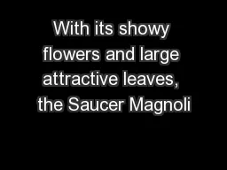 With its showy flowers and large attractive leaves, the Saucer Magnoli