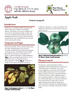 Symptoms and Signs       Venturia inaequalisFigure 2: Apple fruits sho
