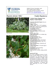 Begonia odorata Alba Family Begoniaceae Common Names B