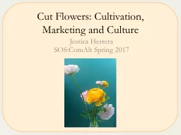 Cut Flowers: Cultivation, Marketing and Culture