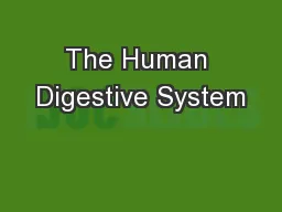 The Human Digestive System