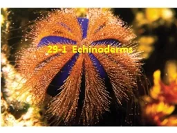 29-1  Echinoderms