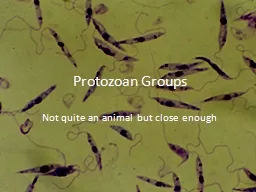 Protozoan Groups