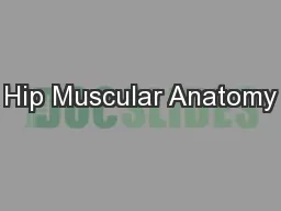 Hip Muscular Anatomy