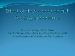 Effect of flow speed on fish feeding