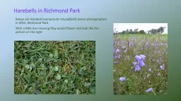 Harebells in Richmond Park