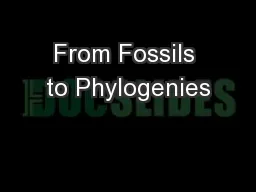 From Fossils to Phylogenies