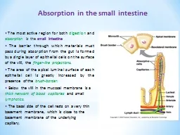 Absorption in the small intestine