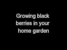 Growing black berries in your home garden