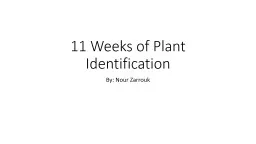 11 Weeks of Plant Identification