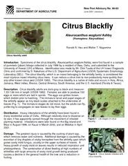 Citrus blackfly adult Figure