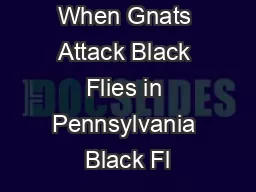 When Gnats Attack Black Flies in Pennsylvania Black Fl